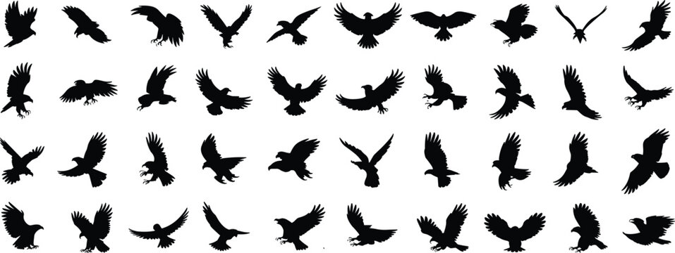 Large collection of bird of prey silhouettes, flying eagles, hawks, and falcons in diverse soaring poses