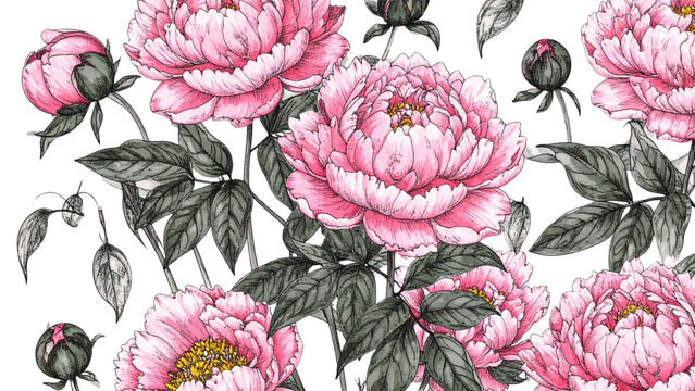 Hand drawn flower illustration set with peony blossoms leaves and botanical sketch elements
