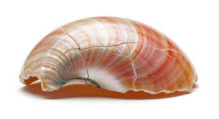 Scratched nautilus shell with vibrant orange and white hues isolated on a pristine white background, showcasing its natural texture and intricate details