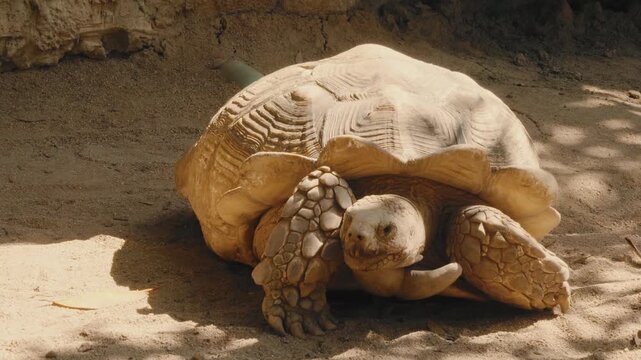 Giant Tortoise Resting on Sandy Ground in Warm Natural Light Close Up