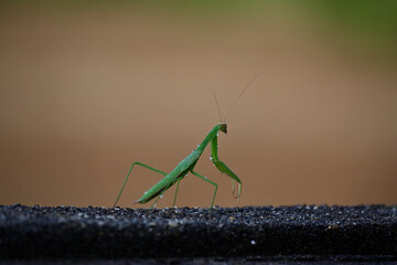 カマキリ、夕涼み