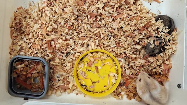 Two cute hamsters playing and eating in cage adorable pet rodents activity.