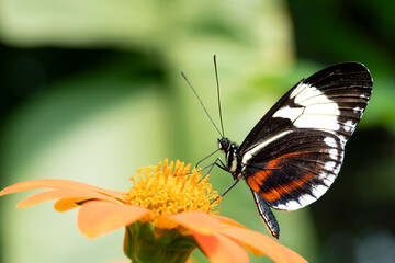 Obraz premium Heliconius melpomene, the Postman Butterfly.