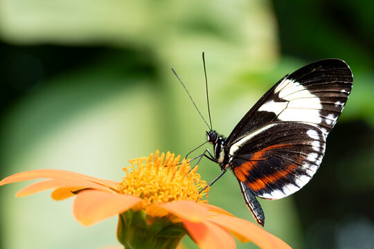 Heliconius melpomene, the Postman Butterfly.