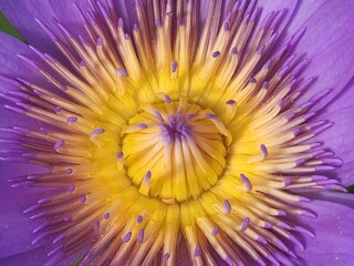 Obraz premium purple flower in water