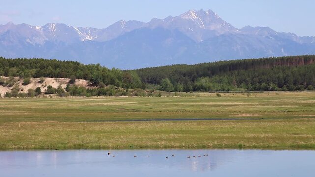 Video of wild ducks swimming in quiet river in foothill valley on sunny June day. Summer rural landscape. Natural background. Siberia, Buryatia, Eastern Sayan Mountains, Tunka Nature Park, Arshan
