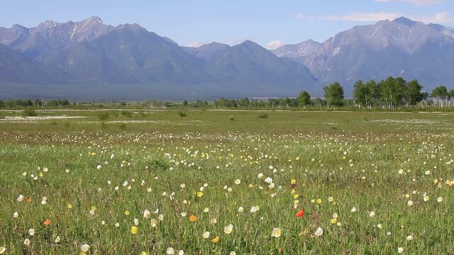 Video of swaying wild poppies and anemones in foothill valley on June day. Sound of cheerfully chirping birds. Beautiful landscape. Natural background. Siberia, Eastern Sayan Mountains, Tunka Valley