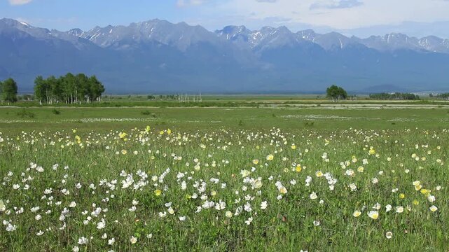 Video of wind swaying wild yellow poppies and white anemones in foothill valley on sunny June day. Beautiful landscape. Natural background. Siberia, Eastern Sayan Mountains, Tunka Natural Park, Arshan