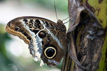 Caligo atreus, the Banded Owl Butterfly. © Vine.Photographic