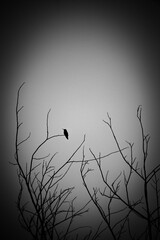 Fototapeta premium Black and White Hummingbird Silhouette on Bare Branches
