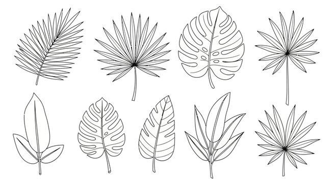 Set of various tropical leaf line art illustrations, showcasing diverse exotic foliage like palm fronds, monstera, and fan palms, ideal for botanical themed designs and summer graphics