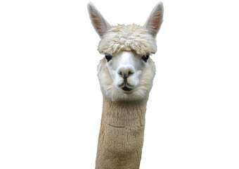 Fototapeta premium Alpaca isolated on a transparent or white background