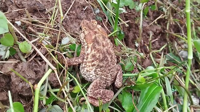 Forest toad (or Indonesian Crested Toad), which has the scientific name Ingerophrynus biporcatus.