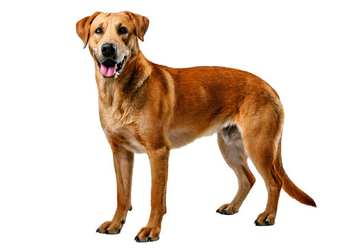 Broholmer dog isolated on a transparent or white background