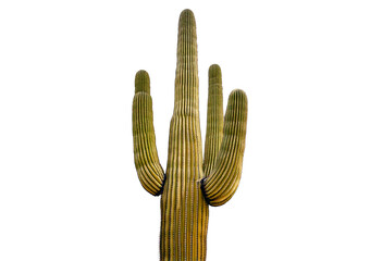 Saguaro cactus isolated on transparent or white background