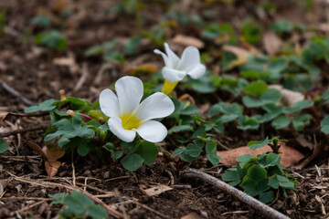 Dainty white wood sorrel (Oxalis) flowers blooming among green leaves