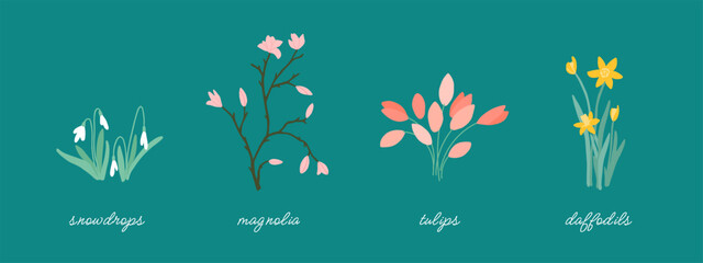 Spring flowers. Minimalist vector spring floral set. Snowdrop, magnolia, tulip, daffodil. Labeled botanical illustrations. Flower icon. Perfect for greeting card, textile design, packaging, eco brand © OlgaStrelnikova