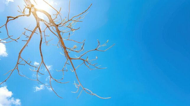Bare branches reaching skyward against a bright blue backdrop with sunflares and soft clouds creating a serene natural atmosphere