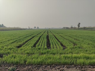 A lush green agricultural field, young wheat crop. traditional indian farming methods in rural Asia.