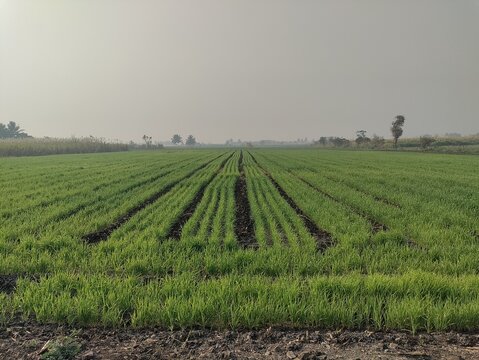 A lush green agricultural field, young wheat crop. traditional indian farming methods in rural Asia.