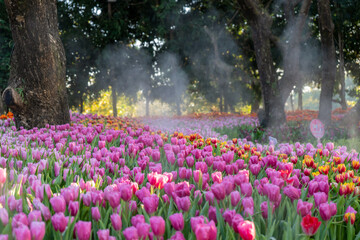 Obraz premium Tulip. Beautiful bouquet of tulips. colorful tulips. pink tulips in spring,