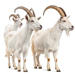 Obraz premium Beautiful Ibex Style White Goats for Eid-ul-Adha and Qurbani Marketing