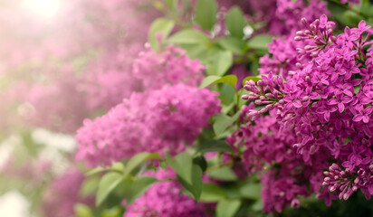 Obraz premium Close-up of blooming purple lilac flowers in a spring garden. Vibrant Syringa vulgaris blossoms with soft bokeh background.