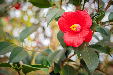 Lush Green Plants Inside a Greenhouse in Iwamizawa, Hokkaido, Japan