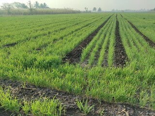 A lush green agricultural field, young wheat crop. traditional indian farming methods in rural Asia.