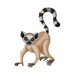 Fototapeta premium Cute cartoon ring tailed lemur animal standing with striped tail on white background
