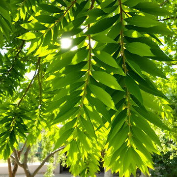 Green leaves of the ceratonia siliqua tree in an outdoor setting with sunlight filtering through, creating a natural and serene atmosphere in mallorca, spain