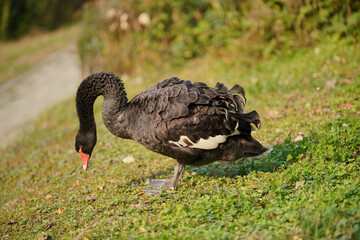 Black Swan Foraging on Grass in Sunlight