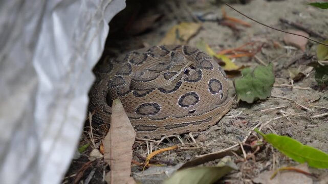 Russell's viper in coil position signals defensive readiness