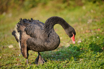 Black Swan Foraging on Green Grassland in Sunlight