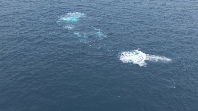 Drone view of humpback whale turning beneath ocean surface