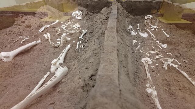Close-up of skeletal remains arranged in a museum exhibit highlighting ancient burial traditions and archaeological preservation in a culturally rich, educational setting.