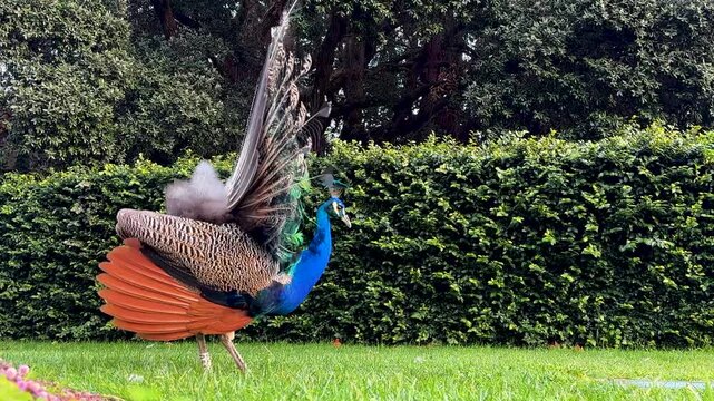 Peacocks at a agarden in Porto, Portugal