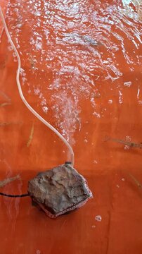 Aeration stone producing oxygen bubbles in home shrimp farming tank with marine prawns visible in orange lined aquaculture pond.