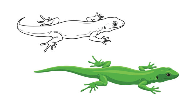 A vibrant green gecko or lizard vector graphic illustration next to its black outline drawing, perfect for educational materials, coloring books, and reptile-themed designs.