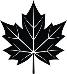 Obraz premium Minimalist black maple leaf silhouette vector with white veins