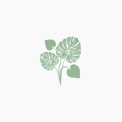 Elegant monstera leaves illustration for botanical designs
