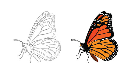 Obraz premium A detailed butterfly illustration displayed in outline and vibrant colored style for creative design