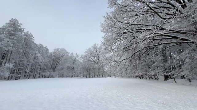 Winter landscape with snowy forest. Peaceful nature scene with snow covered trees and calm seasonal atmosphere.	