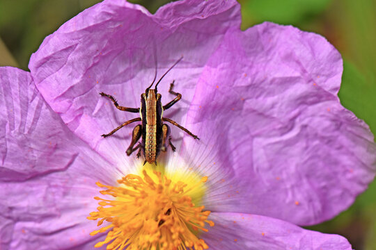 Macro high-angle view of a striped bush-cricket perched on a vibrant pink rockrose (Cistus) flower. Detailed shot of a Mediterranean orthopteran resting on a blooming wildflower in a sunny field.