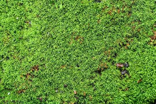 High-angle macro view of vibrant green moss growing on rocky soil. Natural texture of bryophytes and small pebbles in a forest floor or garden setting.