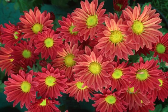 Chrysanthemum Orange flower or Jamanthi flower in the background	