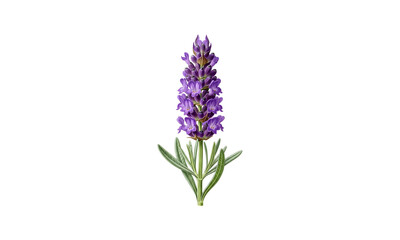 Fototapeta premium Tall purple lavender flower with green leaves isolated on transparent background for design