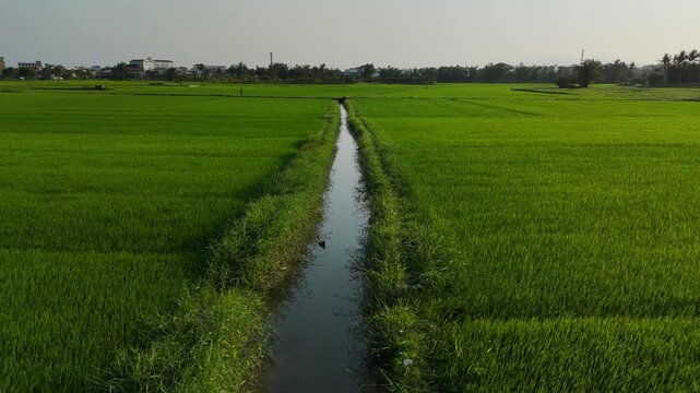 Emerald Rice Fields of Hoi An