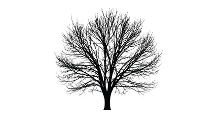 A solitary bare tree stands prominently against a stark white background © msunny93