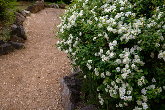 Blooming white spirea in a landscape park. Decorative shrubs.